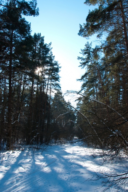 Ступня России - 2013. Итоги. (Снегоступинг, снегоступинг, снегоступы, tsl)