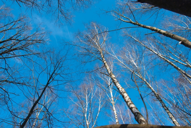 Ступня России - 2013. Итоги. (Снегоступинг, снегоступинг, снегоступы, tsl)