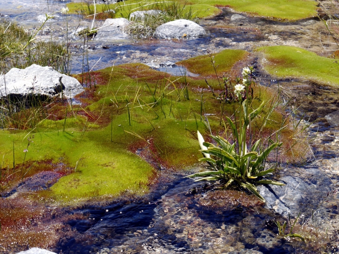 Опасный эксперимент. (Альпинизм, акклиматизация, пик революции, памирский марафон, высотная адаптация, орви, орз)