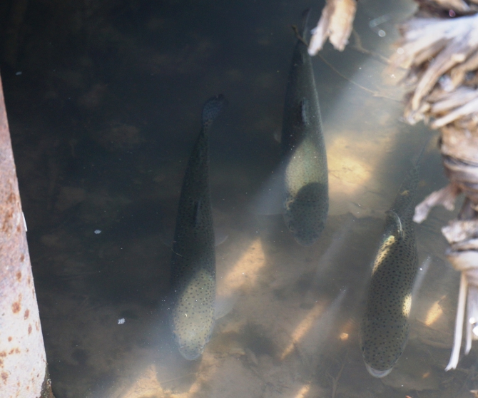 ЭЛЬБРУС … НЕ «ПО БЫСТРЕНЬКОМУ» ! (Альпинизм, хитриков, ред поинт, red point)