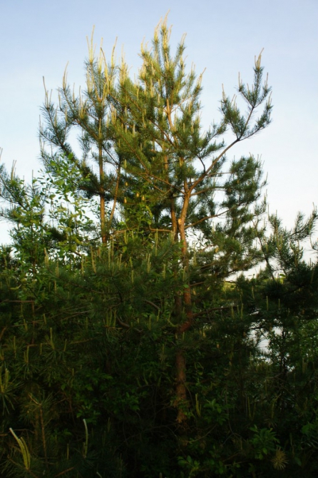 Korfest в Королеве! Уже 70 зарегистрированных! Где Королёв, что будет на AfterParty, где ночевать иногородним гражданам. (Альпинизм, соревнования, скалолазвание)