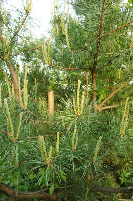 Korfest в Королеве! Уже 70 зарегистрированных! Где Королёв, что будет на AfterParty, где ночевать иногородним гражданам. (Альпинизм, соревнования, скалолазвание)