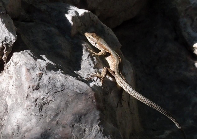 Из Арко с подарком... (Скалолазание, трад)