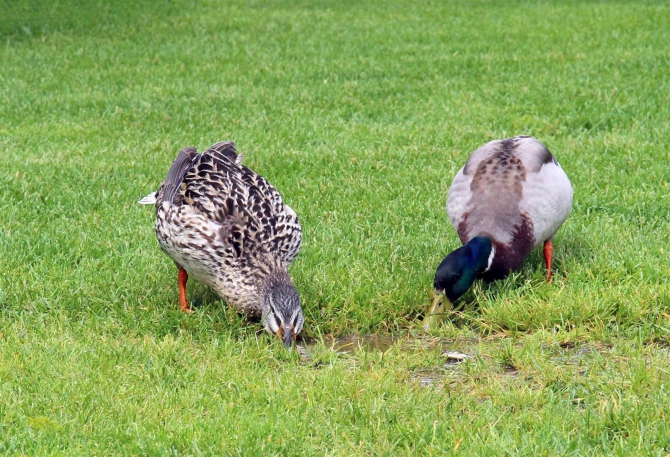 Из Арко с подарком... (Скалолазание, трад)