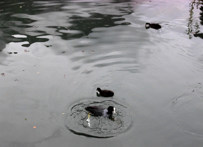 Из Арко с подарком... (Скалолазание, трад)