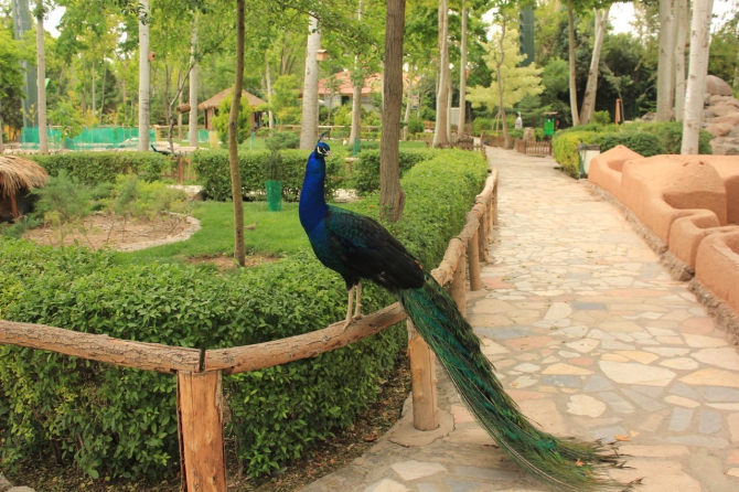 Восхождение на Демавенд, Иран, май 2013 (Альпинизм, персеполис, шираз, язд, extreme guide, экстрим гид, damavand, тегеран, исфахан)