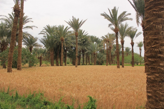 Восхождение на Демавенд, Иран, май 2013 (Альпинизм, персеполис, шираз, язд, extreme guide, экстрим гид, damavand, тегеран, исфахан)