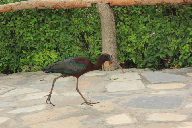 Восхождение на Демавенд, Иран, май 2013 (Альпинизм, персеполис, шираз, язд, extreme guide, экстрим гид, damavand, тегеран, исфахан)