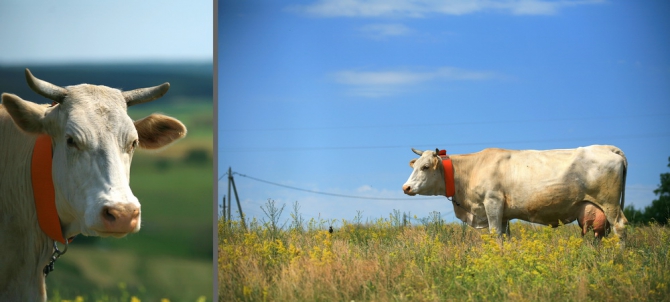Nikita Adventure Race 2013. Новости с полей. (Мультигонки, никита башмаков, липецк, ozon, озон, ушба)