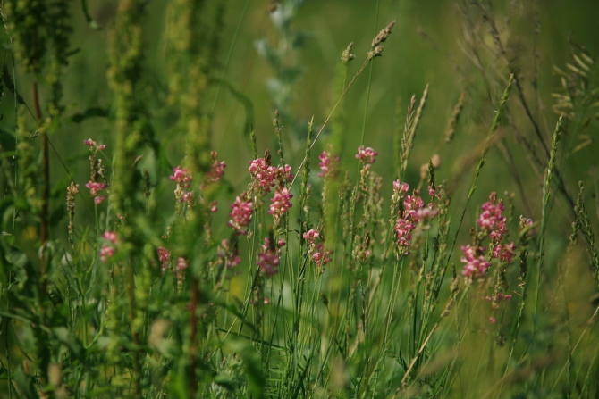 Nikita Adventure Race 2013. Новости с полей. (Мультигонки, никита башмаков, липецк, ozon, озон, ушба)