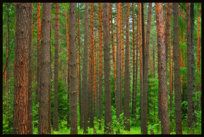 Ещё одни близкие к Москве скалы-Дюкинские карьеры! Хорошо учиться лазить с нижней и дюльферять! Только каски must have! (Скалолазание, королёв, владимир, скалолазание)
