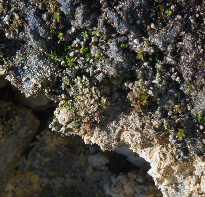 Эльбрусский экспресс, или экспедиция мечты (Путешествия, спидфлаинг, полет, кавказ)