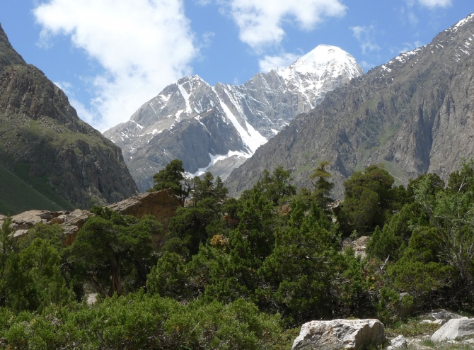 Горный можжевельник или просто арча. Феномен перерождения листьев. (перерождение листьев, сюрметаш, алай)
