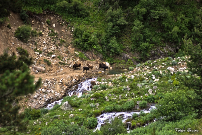 Эльбрус с Востока через Сылтран и Кыртык. 62 фото. (Альпинизм, сылтрансу, сылтранкель, джикаугенкез, ирик-чат, виктор чайка, минск, команда 7б)