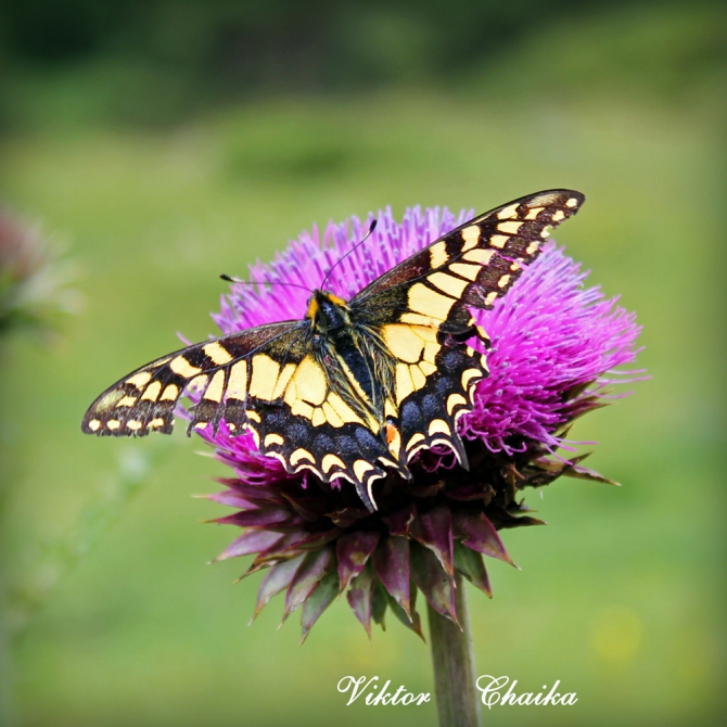 Эльбрус с Востока через Сылтран и Кыртык. 62 фото. (Альпинизм, сылтрансу, сылтранкель, джикаугенкез, ирик-чат, виктор чайка, минск, команда 7б)