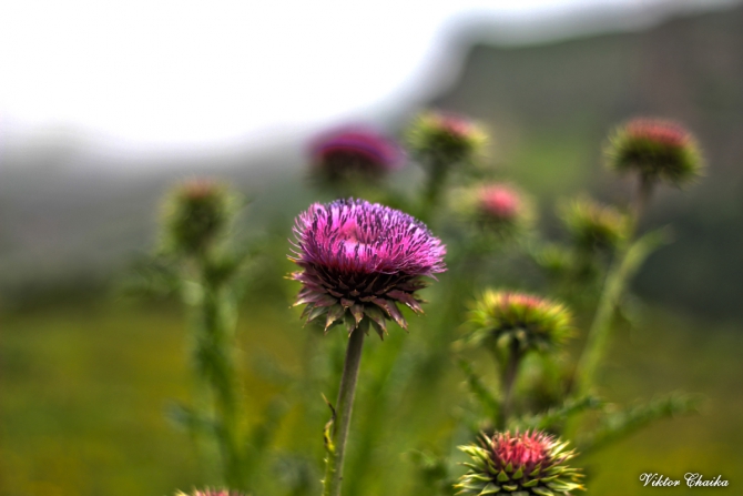 Эльбрус с Востока через Сылтран и Кыртык. 62 фото. (Альпинизм, сылтрансу, сылтранкель, джикаугенкез, ирик-чат, виктор чайка, минск, команда 7б)