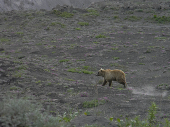 Транскамчатский матрас – 2013. Часть I – Горная (Горный туризм, поход, камчатка)