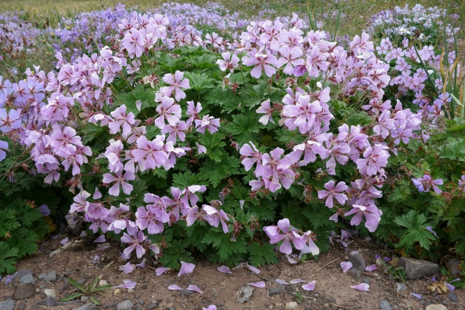 Сказ о том, как мы открыли самый восточный шеститысячник Заалайского хребта :, Альпинизм, экспедиция маи "заалай-2013", курумды, заря востока, пик эйлера, перевал черная осыпь, перевал верхний нура, перевал предвершинный)