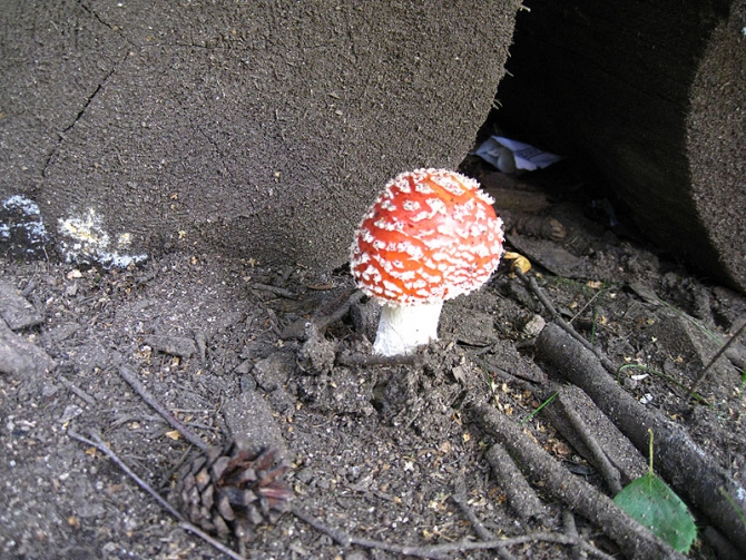 И снова столбы. Хитрушки, дети, уроды… и не только (Альпинизм, боулдеринг, фестиваль, скальный марафон, детское скалолазание, приз столбов, приз теплыха)