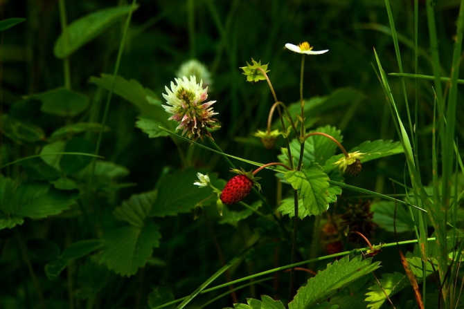 Очерк о поездке в Узункол в июле 2013г (Альпинизм, лесной, кирпич, доломиты, двойняшка, далар)