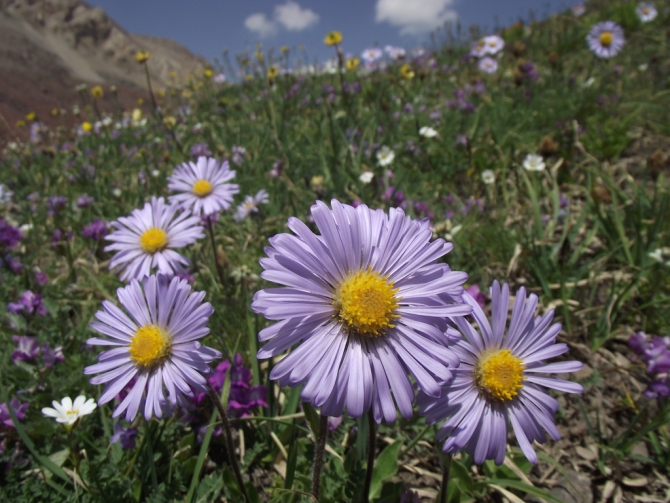 Поход на западный Заалай или поход концентрированный (Горный туризм, сгт нгу, новосибирск, памир, горный туризм)