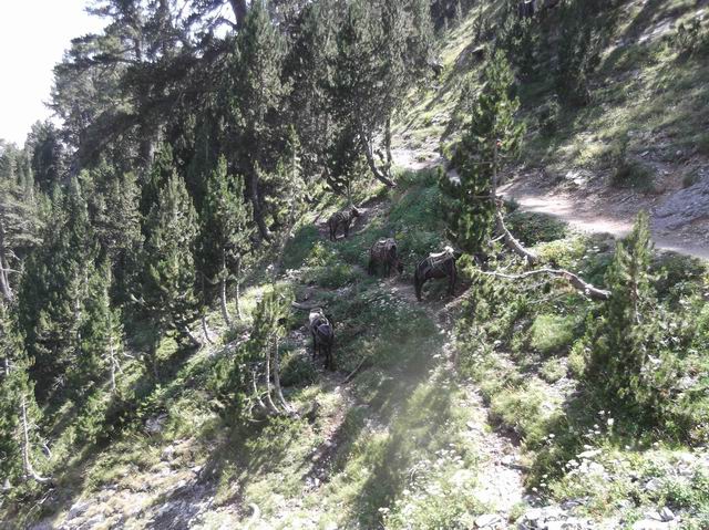 Восхождение на Олимп (Альпинизм)