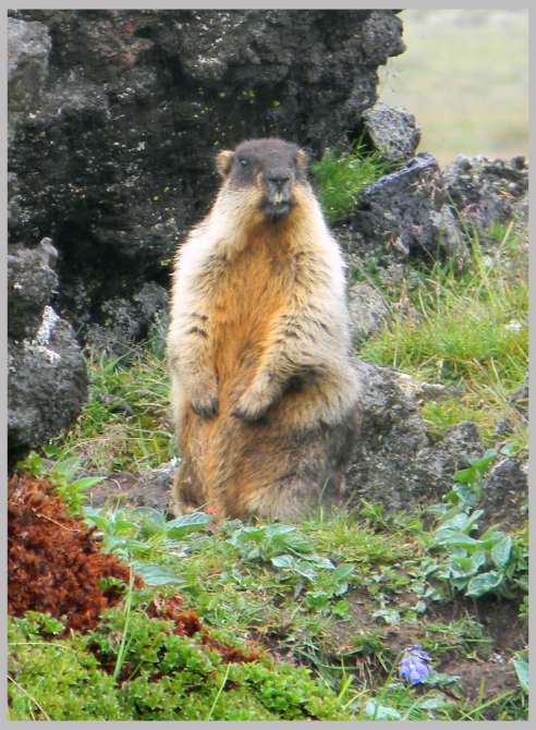 «Транскамчатский Матрас 2013» или «Как Вы яхту назовете…» (Горный туризм, камчатка, ключевская сопка, камень, поход, моренко)