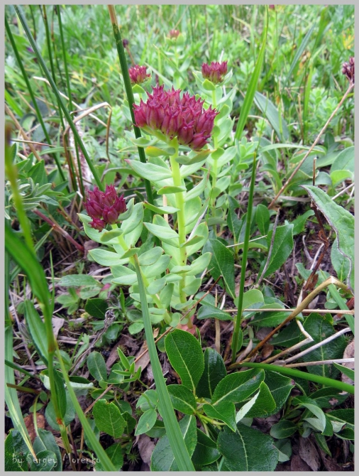 «Транскамчатский Матрас 2013» или «Как Вы яхту назовете…» (Горный туризм, камчатка, ключевская сопка, камень, поход, моренко)