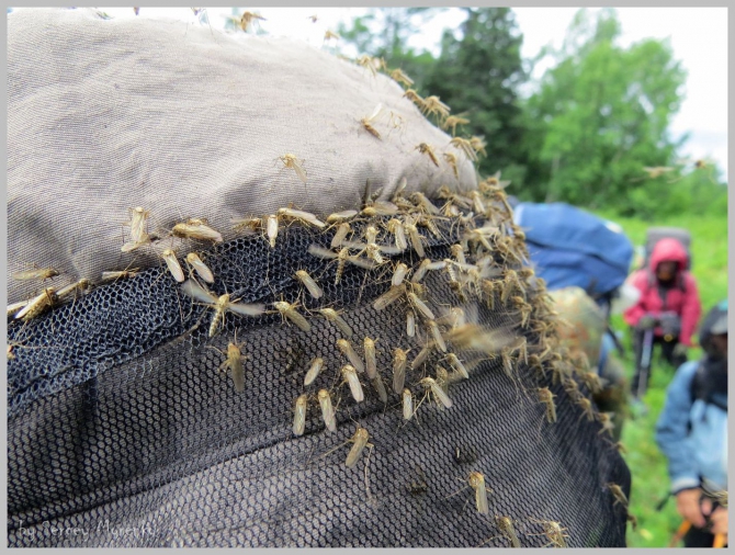 «Транскамчатский Матрас 2013» или «Как Вы яхту назовете…» (Горный туризм, камчатка, ключевская сопка, камень, поход, моренко)