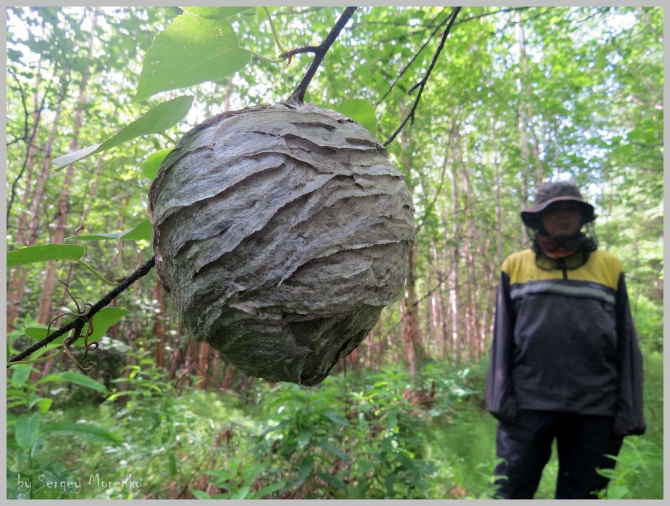 «Транскамчатский Матрас 2013» или «Как Вы яхту назовете…» (Горный туризм, камчатка, ключевская сопка, камень, поход, моренко)