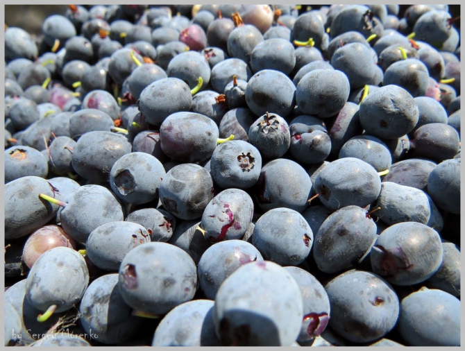 «Транскамчатский Матрас 2013» или «Как Вы яхту назовете…» (Горный туризм, камчатка, ключевская сопка, камень, поход, моренко)