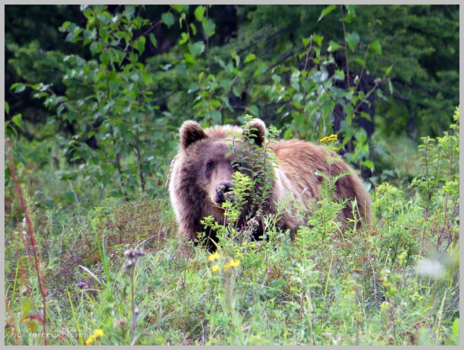 «Транскамчатский Матрас 2013» или «Как Вы яхту назовете…» (Горный туризм, камчатка, ключевская сопка, камень, поход, моренко)