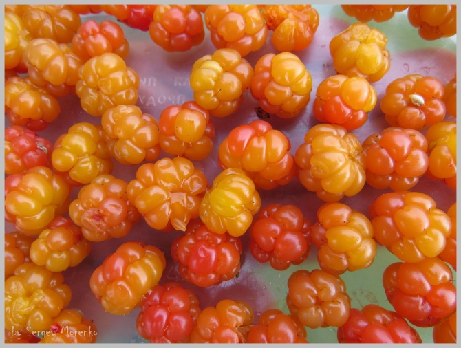 «Транскамчатский Матрас 2013» или «Как Вы яхту назовете…» (Горный туризм, камчатка, ключевская сопка, камень, поход, моренко)