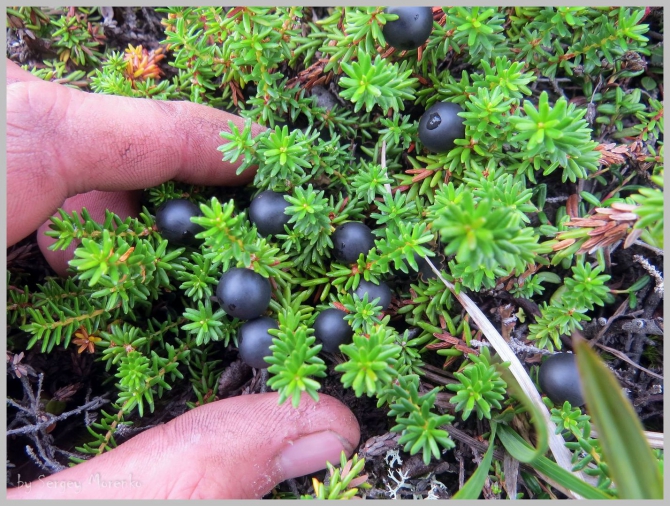 «Транскамчатский Матрас 2013» или «Как Вы яхту назовете…» (Горный туризм, камчатка, ключевская сопка, камень, поход, моренко)