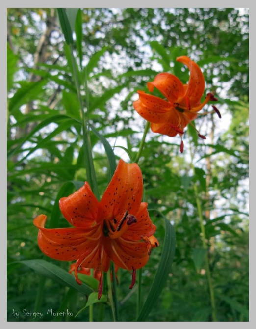 «Транскамчатский Матрас 2013» или «Как Вы яхту назовете…» (Горный туризм, камчатка, ключевская сопка, камень, поход, моренко)