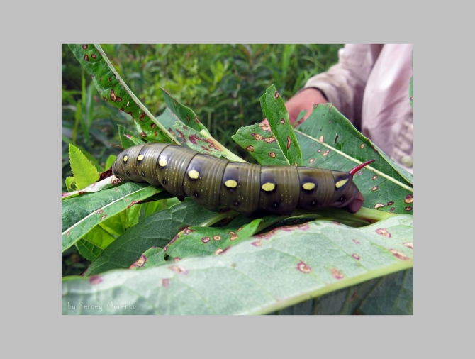 «Транскамчатский Матрас 2013» или «Как Вы яхту назовете…» (Горный туризм, камчатка, ключевская сопка, камень, поход, моренко)