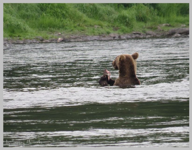 «Транскамчатский Матрас 2013» или «Как Вы яхту назовете…» (Горный туризм, камчатка, ключевская сопка, камень, поход, моренко)