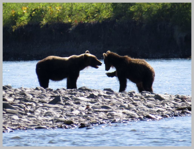 «Транскамчатский Матрас 2013» или «Как Вы яхту назовете…» (Горный туризм, камчатка, ключевская сопка, камень, поход, моренко)