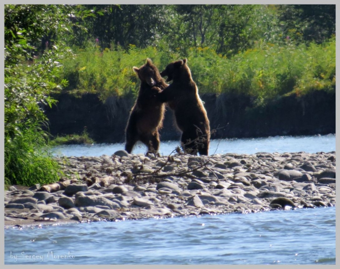 «Транскамчатский Матрас 2013» или «Как Вы яхту назовете…» (Горный туризм, камчатка, ключевская сопка, камень, поход, моренко)