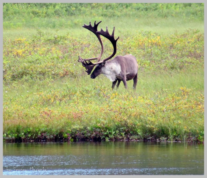 «Транскамчатский Матрас 2013» или «Как Вы яхту назовете…» (Горный туризм, камчатка, ключевская сопка, камень, поход, моренко)
