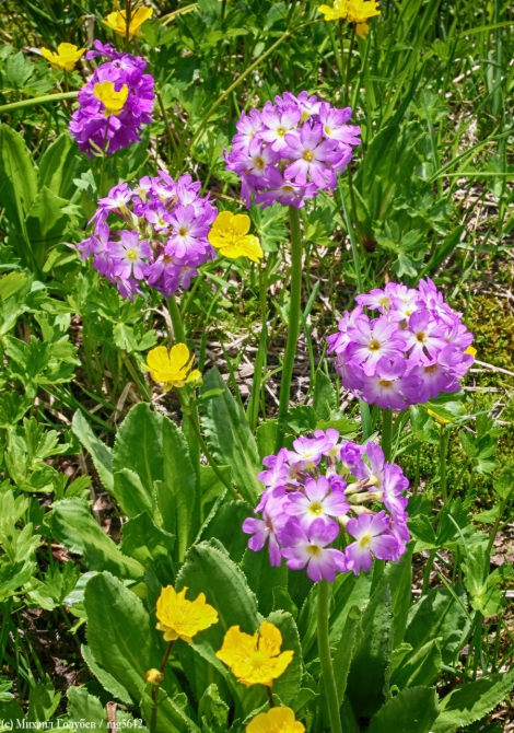 Сванетия-2013. Фотоальбом (Горный туризм, кавказ, горы, туризм, фотография, грузия, поход, ушба)