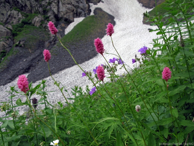 Сванетия-2013. Фотоальбом (Горный туризм, кавказ, горы, туризм, фотография, грузия, поход, ушба)