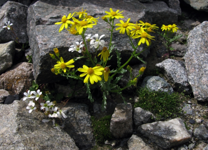 Сванетия-2013. Фотоальбом (Горный туризм, кавказ, горы, туризм, фотография, грузия, поход, ушба)