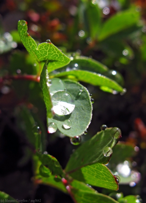 Сванетия-2013. Фотоальбом (Горный туризм, кавказ, горы, туризм, фотография, грузия, поход, ушба)