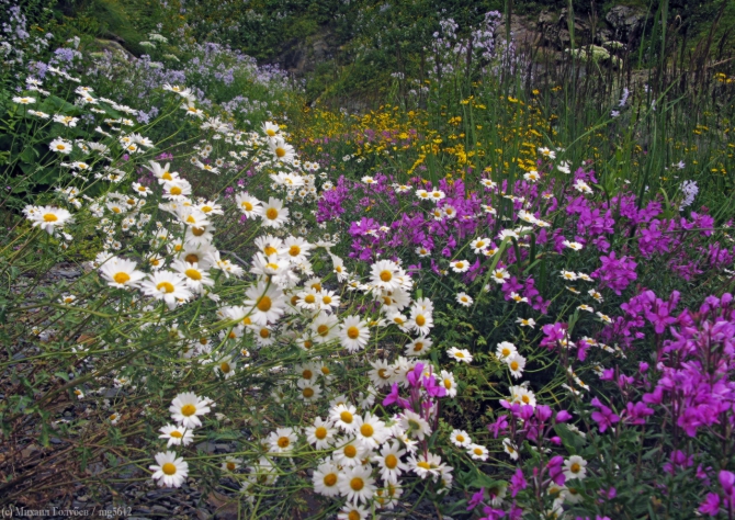 Рача – 2013. Фотоальбом (Горный туризм, горы, кавказ, грузия, туризм, фотография)