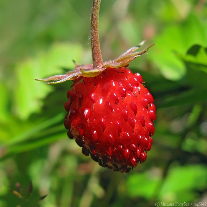 Рача – 2013. Фотоальбом (Горный туризм, горы, кавказ, грузия, туризм, фотография)