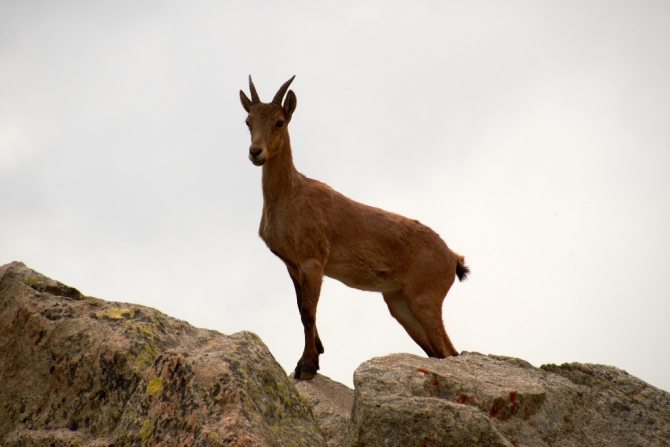 Фотоотчёт о походе по Кавказу, с восхождением на Эльбрус (Альпинизм, горный поход, июль 2013)