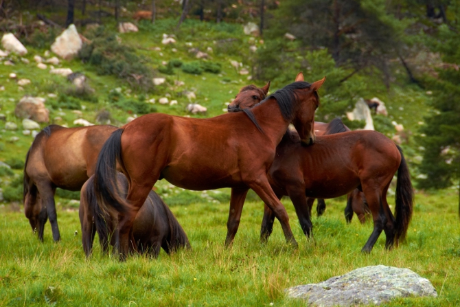 Фотоотчёт о походе по Кавказу, с восхождением на Эльбрус (Альпинизм, горный поход, июль 2013)