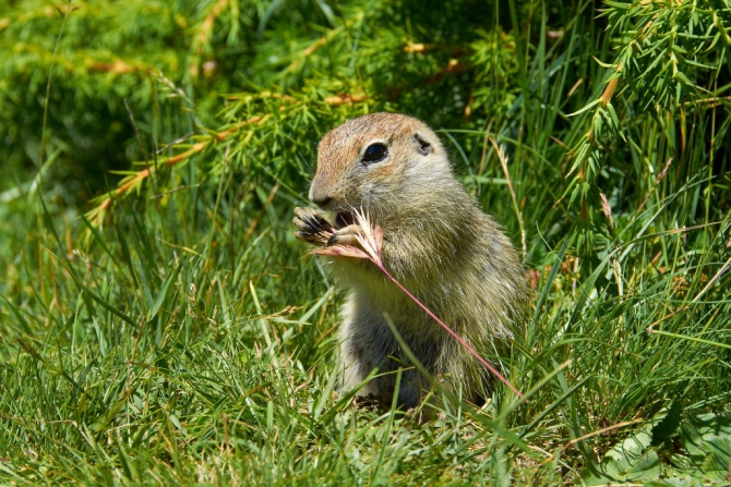 Фотоотчёт о походе по Кавказу, с восхождением на Эльбрус (Альпинизм, горный поход, июль 2013)