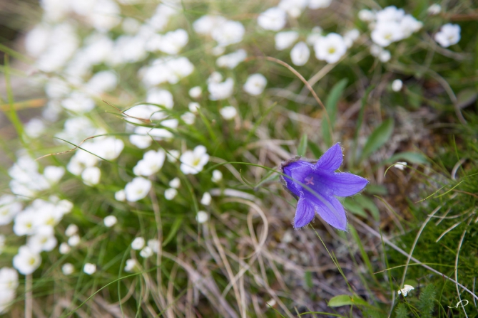 Ергаки- фотоотчет семейного путешественника. (Путешествия, саяны)